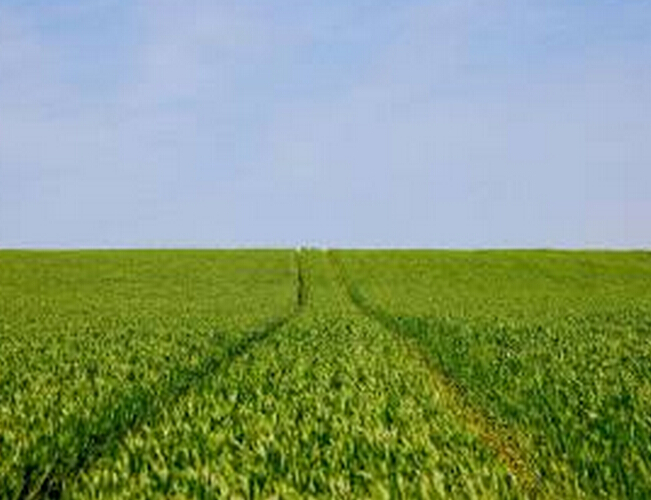 Agricultural field